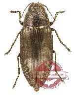 Buprestis haemorrhoidalis