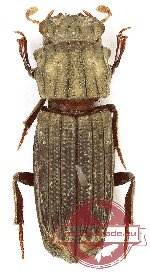 Rhyparus approximans (A2)