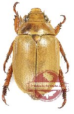 Anoplognathus sp. 1 (A2)