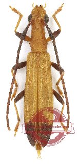 Cerambycidae sp. 104 (A-)
