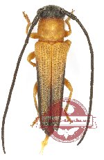 Nupserha sp. 3 (5 pcs A2)