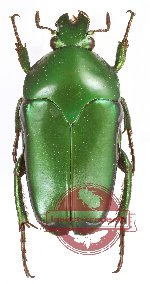 Ischiopsopha (s.str.) similis