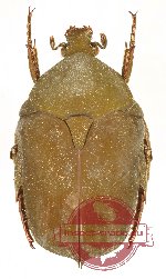 Protaetia (Macroprotaetia) inanis