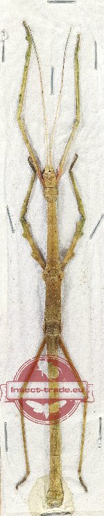 Lonchodes modestus (5 pairs)