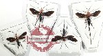 Scientific lot no. 15AC Hymenoptera (Ichneumonidae) (4 pcs)