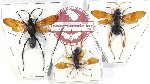 Scientific lot no. 525 Hymenoptera (Pompylidae) (3 pcs)