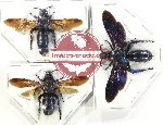 Scientific lot no. 494 Hymenoptera (Scoliidae) (3 pcs)