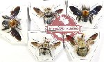Scientific lot no. 489 Hymenoptera (Xylocopa spp.) (5 pcs - 2 pcs A-)