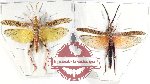Scientific lot no. 42 Orthoptera (2 pcs)