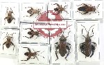 Scientific lot no. 1313 Heteroptera (Coreidae) (9 pcs A, A-, A2)