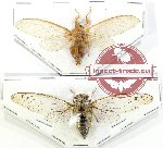 Scientific lot no. 26 Cicadidae (2 pcs A2)