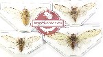Scientific lot no. 23 Cicadidae (4 pcs)