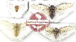 Scientific lot no. 24 Cicadidae (4 pcs)