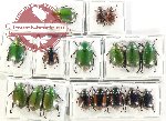 Scientific lot no. 363 Rutelinae (17 pcs - 3 pcs A2)