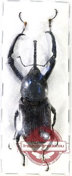 Scientific lot no. 815 Curculionidae (1 pc A2)