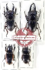 Scientific lot no. 27 Lucanidae (4 pcs A, A2)