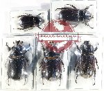 Scientific lot no. 1 Dynastinae (5 pcs)