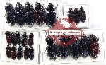 Scientific lot no. 164 Passalidae (23 pcs)