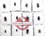 Scientific lot no. 125 Tenebrionidae (12 pcs)