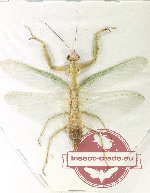 Mantidae sp. 40 (AA-)