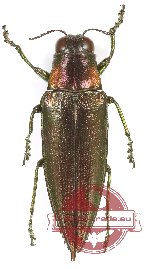 Iridotaenia sp. 15 (A2)