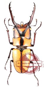 Prosopocoilus suturalis