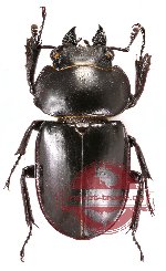 Neolucanus laticollis