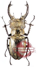 Lucanus sericeus ssp. ohbayashii