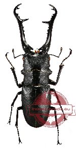 Prosopocoilus giraffa ssp. nishiyamai