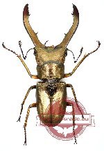 Cyclomatus metallifer otanii