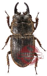 Aegus punctithorax