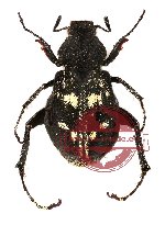 Hopliinae sp. 1 (5 pcs)