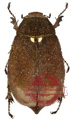 Lepidiota sp. 2 (A2)