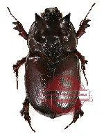 Dipelicus cantori