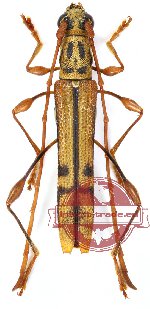 Cleomenes modicatus tristriatus Holzchuh, 2011