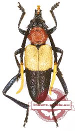Pachyteria chewi (5 pcs)