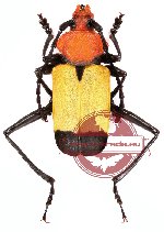 Euryclelia cardinalis