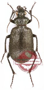 Calosoma (s.str.) imbricatum arabicum