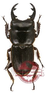 Aegus hamatus