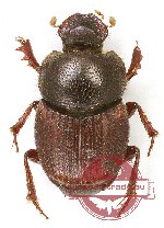 Onthophagus vlasovi (A-)