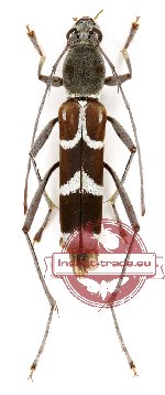 Demonax alboantennatus (A2)