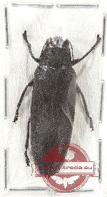 Chrysochroa fulminans (BLACK FORM)