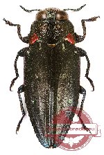 Chrysobothris notaticollis