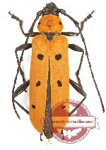 Rosalia (Eurybatus) laeta (A2)