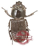 Nigidius oblongus (5 pcs)