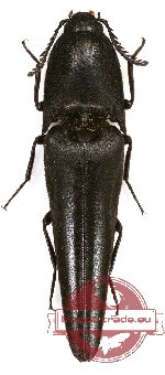 Leptinostethus maccasariensis (A-)