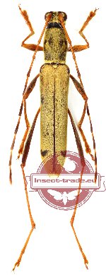 Rhaphuma vagesignata (A-)