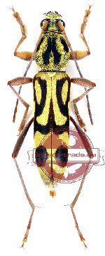 Chlorophorus annularis (5 pcs)