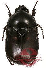 Parastazia binotata