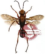 Sphex sericeus Fabricius, 1804 (SPREAD)